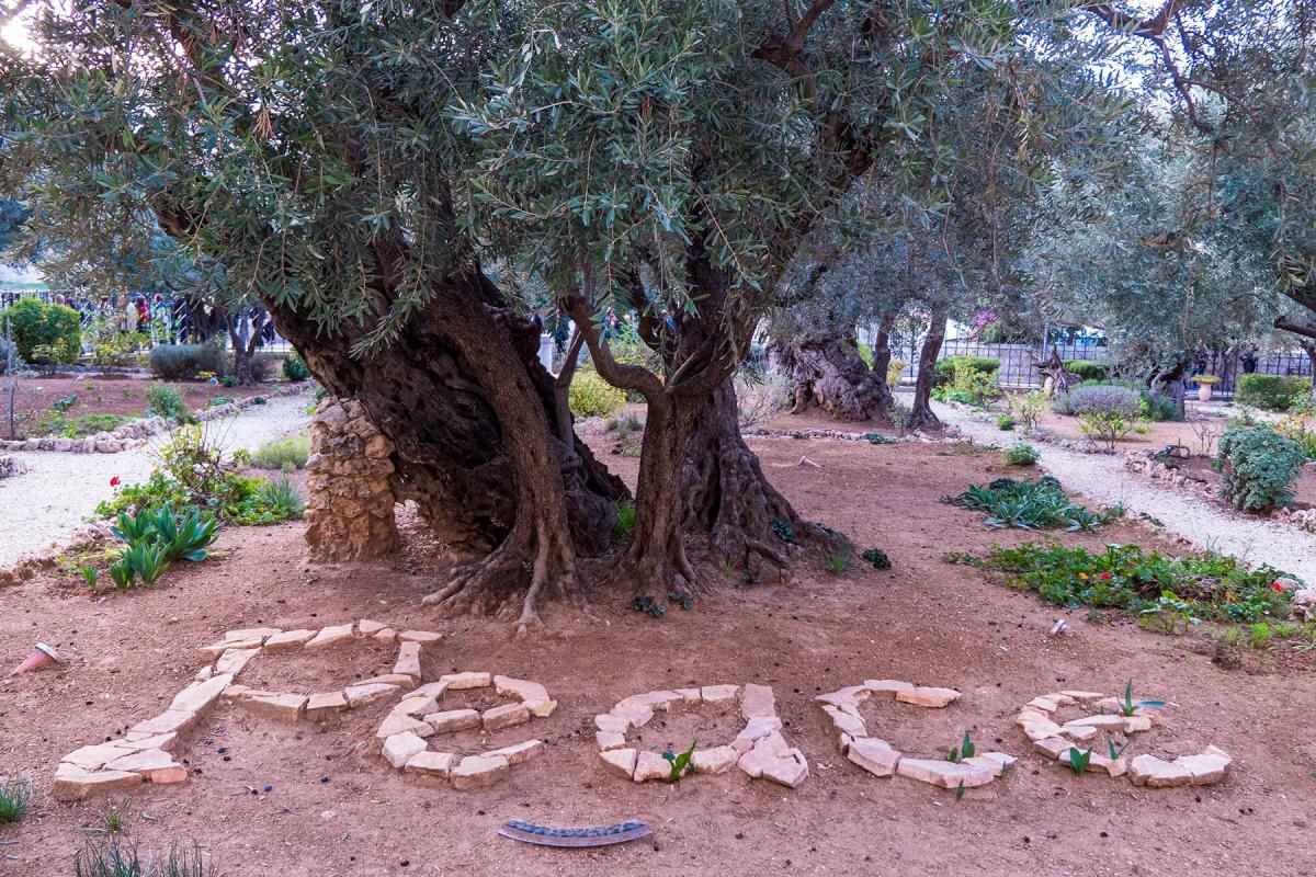Межрелигиозные отношения: христиане и евреи собираются вокруг Древа жизни
